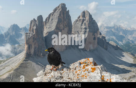 Pyrrhocorax Pfeifhasen (Ochotonidae) sitzt auf Felsen, nordwände der Drei Zinnen, Sextner Dolomiten, Südtirol Stockfoto