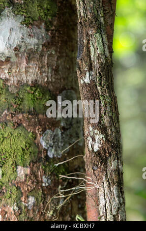 Dank Färbung und haut Fransen entlang der Kiefer und Körper perfekt getarnt leaftail Gecko (Uroplatus sikorae) Kopf sitzt Stockfoto