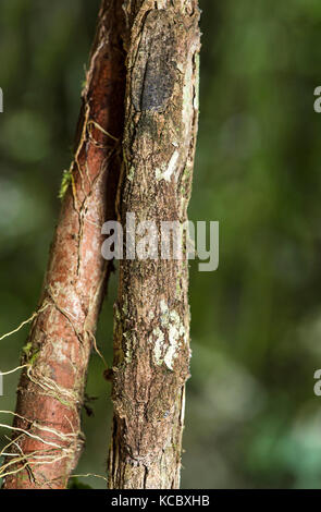 Dank Färbung und haut Fransen entlang der Kiefer und Körper perfekt getarnt leaftail Gecko (Uroplatus sikorae) Kopf sitzt Stockfoto