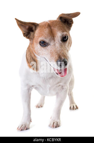 Alte Jack Russel Terrier vor weißem Hintergrund Stockfoto