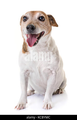 Alte Jack Russel Terrier vor weißem Hintergrund Stockfoto
