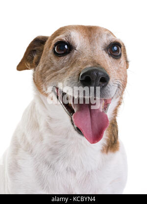 Alte Jack Russel Terrier vor weißem Hintergrund Stockfoto