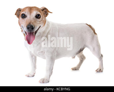 Alte Jack Russel Terrier vor weißem Hintergrund Stockfoto