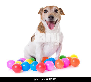 Alte Jack Russel Terrier vor weißem Hintergrund Stockfoto