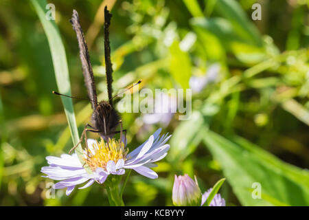 Der Pfau Schmetterling auf einer Blume (Aster amellus) und ernähren sich von Nektar. Auch als Nymphalis io bekannt, die europäische Pfau. close-up mit SELECTIV Stockfoto