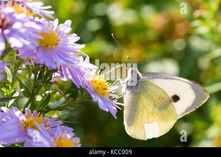 Den Kohl Schmetterling auf einer Blume (Aster amellus) und ernähren sich von Nektar. Auch als große weiße oder Pieris brassicae bekannt. close-up mit SELECTIV Stockfoto