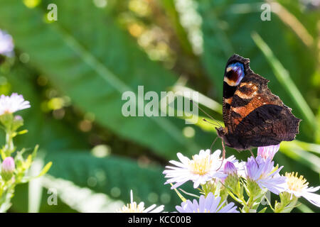 Der Pfau Schmetterling auf einer Blume (Aster amellus) und ernähren sich von Nektar. Auch als Nymphalis io bekannt, die europäische Pfau. close-up mit SELECTIV Stockfoto