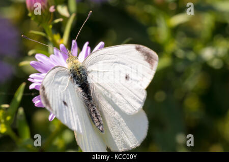 Den Kohl Schmetterling auf einer Blume (Aster amellus) und ernähren sich von Nektar. Auch als große weiße oder Pieris brassicae bekannt. close-up mit SELECTIV Stockfoto