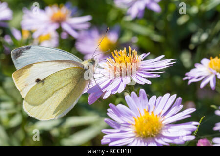 Den Kohl Schmetterling auf einer Blume (Aster amellus) und ernähren sich von Nektar. Auch als große weiße oder Pieris brassicae bekannt. close-up mit SELECTIV Stockfoto