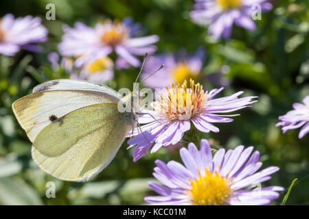 Den Kohl Schmetterling auf einer Blume (Aster amellus) und ernähren sich von Nektar. Auch als große weiße oder Pieris brassicae bekannt. close-up mit SELECTIV Stockfoto