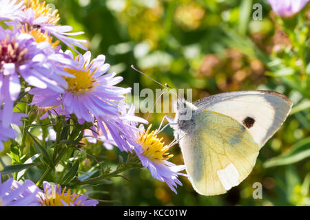 Den Kohl Schmetterling auf einer Blume (Aster amellus) und ernähren sich von Nektar. Auch als große weiße oder Pieris brassicae bekannt. close-up mit SELECTIV Stockfoto