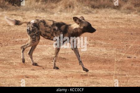 Afrikanischen wilden Jagd Hund in der Provinz Gauteng, Südafrika Stockfoto