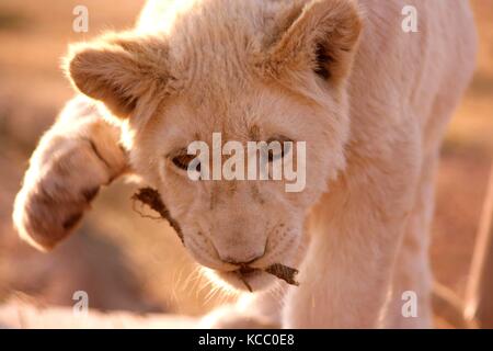 White Lion cub mit einem Stock im Maul an eine Reserve in der Provinz Gauteng, Südafrika Stockfoto