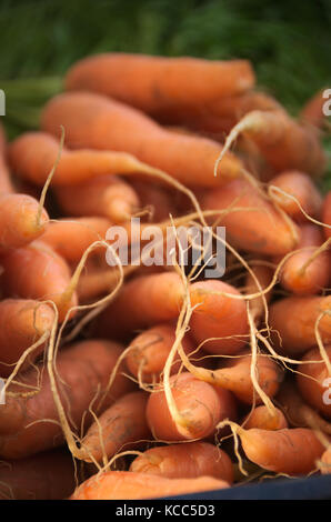 Karotten Wurzeln Nahaufnahme Grüne Blätter Bauern Markt Bio Frisches Gemüse Stockfoto