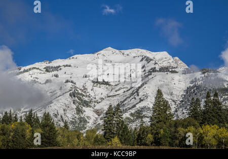 Der schneebedeckte Berg wurde durch die dunkelgrünen Kiefern und Herbstfarben verstärkt, die im Vordergrund standen. Aufgenommen im American Fork Canyon. Stockfoto