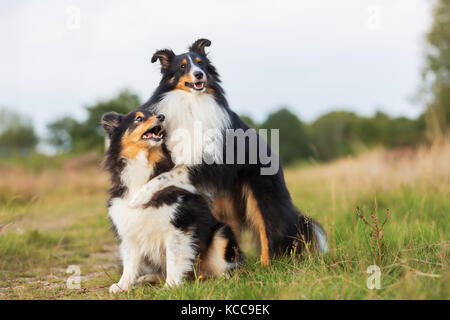 Bild eines sheltie Hündin, die umarmungen anderen Sheltie Stockfoto