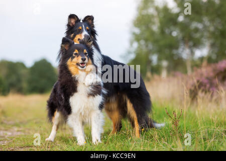 Bild eines sheltie Hündin, die umarmungen anderen Sheltie Stockfoto