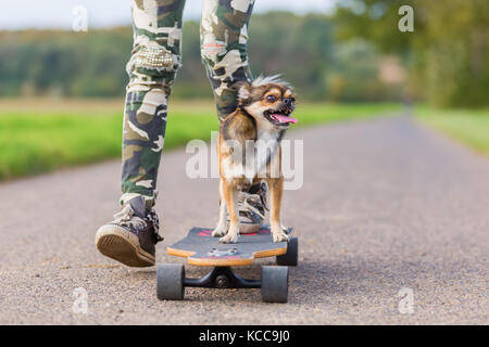 Chihuahua Mischling sitzt auf einem Skateboard eine Person mit wird Stockfoto