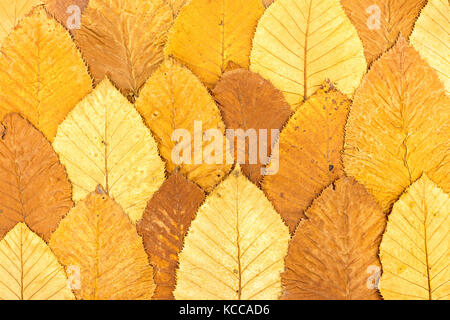 Helle herbstliche Hintergrund aus Gefallen bunte Blätter Stockfoto