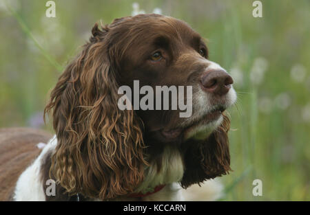 Ein Kopf eines süßen English Springer Spaniel hund (Canis Lupus Familiaris). Stockfoto