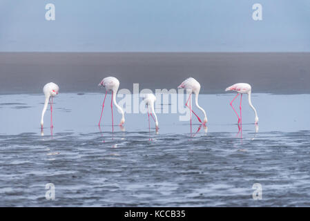 Fünf Flamingos, phoenicopterus ruber Roseus, Fütterung in der Lagune von Walvis Bay in der Namib Wüste auf der atlantischen Küste von Namibia Stockfoto