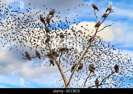 Staren sitzen auf die Äste gegen den Himmel mit Scharen von Vögeln Stockfoto