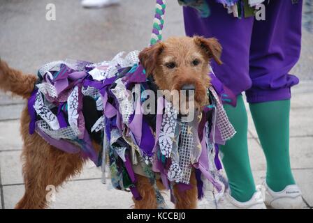 Eine dekorierte Morris Dancers Hund während einer Performance am Meer in Hastings, England am 4 Mai, 2013 bei der jährlichen Jack im grünen Festival. Stockfoto