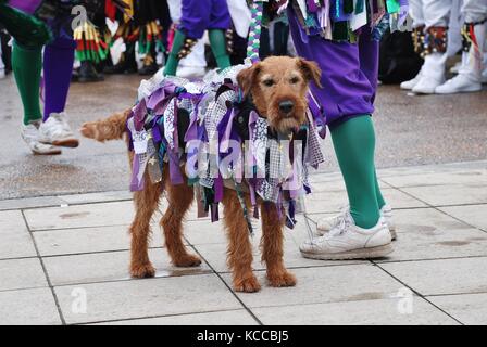 Eine dekorierte Morris Dancers Hund während einer Performance am Meer in Hastings, England am 4 Mai, 2013 bei der jährlichen Jack im grünen Festival. Stockfoto