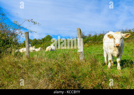 Kühe in der Landschaft von Cote Dor, Burgund, Frankreich Stockfoto