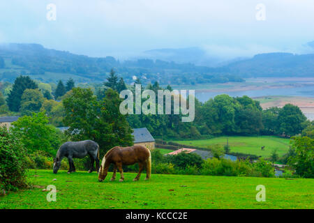 Landschaft und Pferde im Morvan Berge, in Burgund, Frankreich Stockfoto