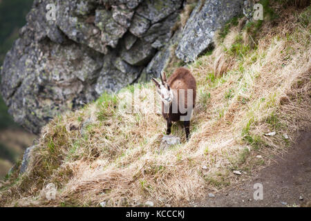 Gämsen in der Hohen Tatra Nationalpark Stockfoto