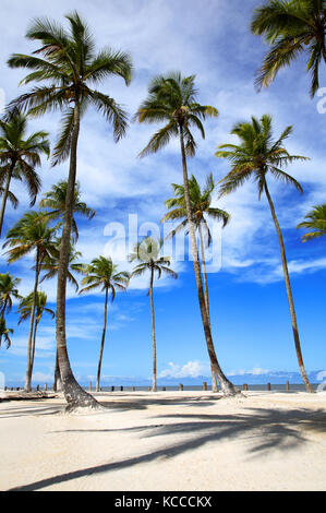 Palmen am Strand der Ilha Atalaia, Praia da Costa, Canavieiras, Bahia, Brasilien, Südamerika. Stockfoto