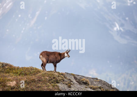 Gämsen in der Hohen Tatra Nationalpark Stockfoto