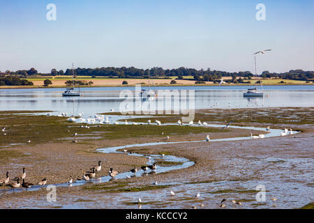 Enten, Gänsen, Möwen und Schwäne versammeln sich auf ein kleiner Bach bei Ebbe auf dem Fluss Stour, an Mistley, Essex Stockfoto