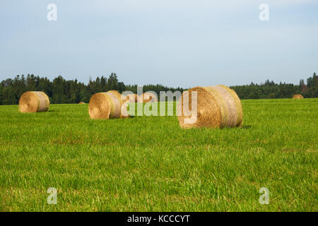Ländliche Landschaft mit Heuballen in Rollen auf einem grünen Feld Stockfoto