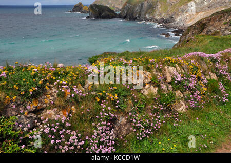 Frühlingsblumen bedecken eine Granitsteinmauer am Küstenpfad der Halbinsel Lizard in Cornwall. Engand, Großbritannien; Stockfoto