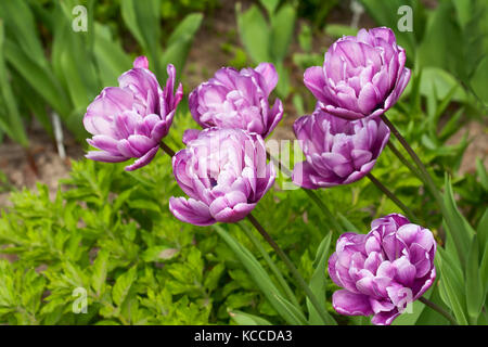 Mehrere Terry lila Tulpen wachsen im Blumenbeet im Garten Stockfoto