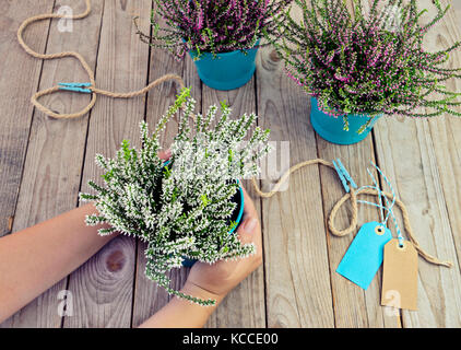 Weibliche Hände halten einen Topf von Heather auf einem Holztisch. Pflanzung im Herbst Blumen in Töpfe, Heather in Garten, Gartenarbeit im Herbst Jahreszeit, flach Gard Stockfoto