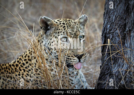 Porträt eines Leopard (panthera pardus), Krüger Nationalpark, Südafrika Stockfoto