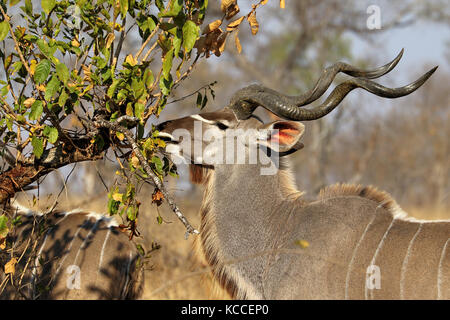 Kudu Antilope im Krüger National Park, Südafrika Stockfoto