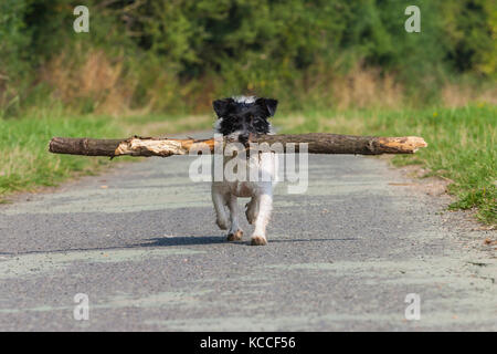 Kleine Terrier Hund tragen einen großen Knüppel Stockfoto