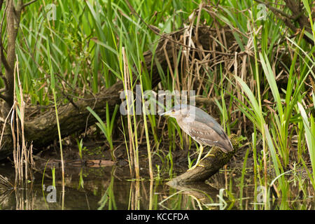 Schwarz - gekrönte Nacht - Heron nycticorax Stockfoto