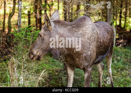 Junge Elche (alces alces) stehen in dichten Fichtenwald. Stockfoto