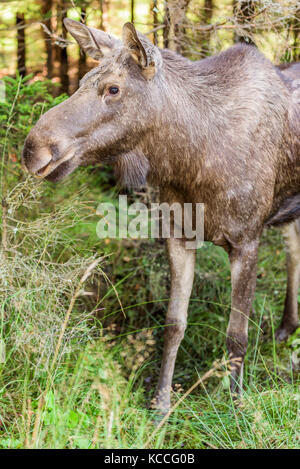 Junge Elche (alces alces) stehen in dichten Fichtenwald. Stockfoto