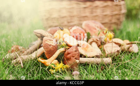 Frisch zubereitet Waldpilzen auf grünem Gras im Herbst Tag Stockfoto