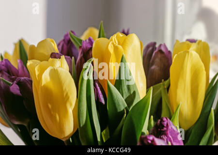 Strauß gelber Tulpen mit lila im sonnigen Strahlen Stockfoto