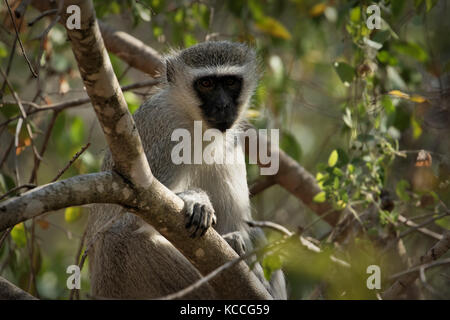 Meerkatze (Cercopithecus aethiops) sitzen auf dem Baum, Südafrika Stockfoto