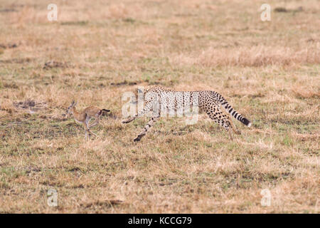 Gepard (Acinonyx jubatus) Jagen baby Gazelle, Masai Mara National Game Park finden, Kenia, Ostafrika Stockfoto