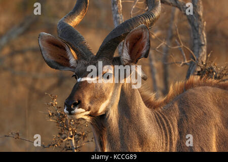 Kudu Antilope im Krüger National Park, Südafrika Stockfoto