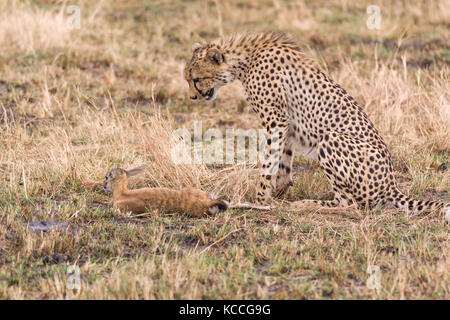 Gepard (Acinonyx jubatus) mit Baby gazelle Beute, Masai Mara National Game Park finden, Kenia, Ostafrika Stockfoto